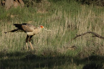 The secretary bird (Sagittarius serpentarius) walking trough the grass with a snake in his beak. The secretary bird is hunting the snake.