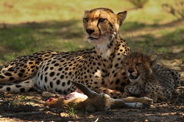 The cheetah cub (Acinonyx jubatus) with his mother in the shadow with a spoil. Cheetahs after the hunt with death antelope.
