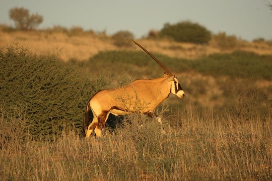 Gemsbok (Oryx gazela) walking in dry and high grass on the Kalahari desert in evening sunlight. Green trees in background.