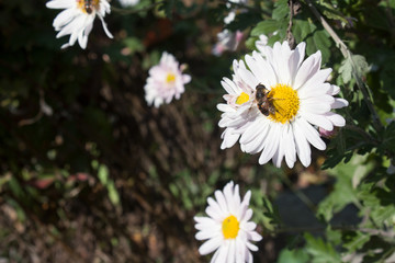 Chamomile flower and bee on it.An insect on a flower.