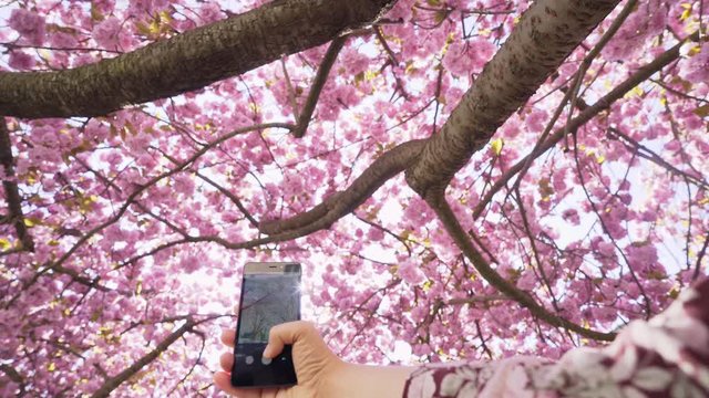 POV woman taking selfie outdoor under blooming cherry tree. From below shot close-up female hand holding cellphone while taking photo branches covering flowers against bright light. First perspective
