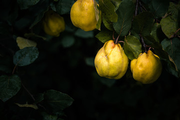 Ripe yellow quince fruits grow on quince tree with green foliage at summer garden on dark background with copy space.