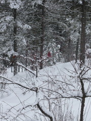 Crimson Pine Grosbeaks in monochromatic winter landscape harvesting clinging apples - Breaking Monotony