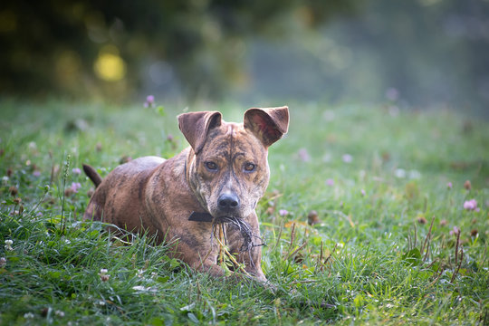 Dog having fun outdoor in park with running on green grass