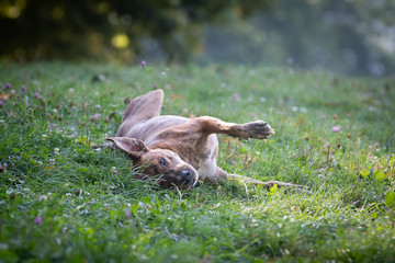 Dog having fun outdoor in park with running on green grass
