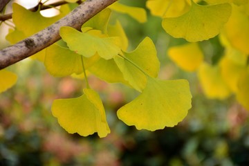 Obraz premium Hojas del árbol Ginkgo biloba a principios de otoño