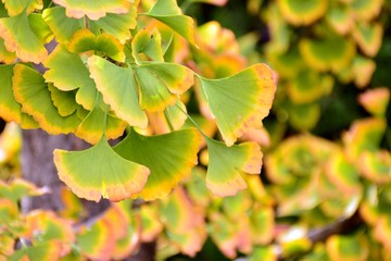 Hojas del árbol Ginkgo biloba a principios de  otoño