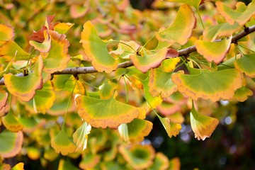 Hojas del árbol Ginkgo biloba a principios de  otoño