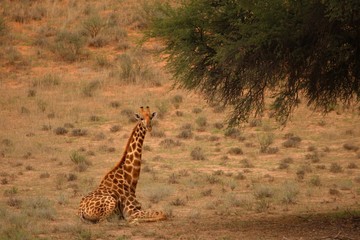 Giraffe (Giraffa camelopardalis giraffa) lieing on sand under the tree in Kalahari desert. Grass background. Relaxation.
