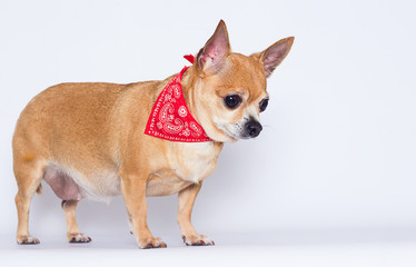 adult chihuahua dog looks up on a white background