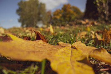 Liście klonu na ziemi