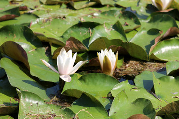Fleur De Lotus Stock Photos And Royalty Free Images