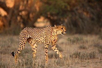 The cheetah (Acinonyx jubatus) feline walking across the sand way in Kalahari desert in the evening sun. Cheetah female in the evening sun.
