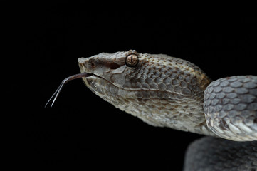 Trimeresurus puniceus, Sumatra