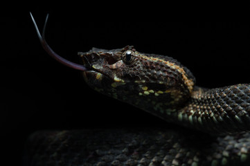 Trimeresurus puniceus, Sumatra