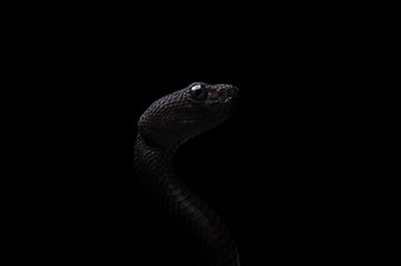 Trimeresurus purpureomaculatus