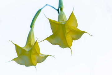 Close up of two isolated yellow angels trumpet flowers (Brugmansia)