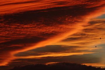 Pair of migratory birds surrounded by the vivid colours of the sunrise skies over the Mediterranean island of Crete, after strong winds from Sahara desert.