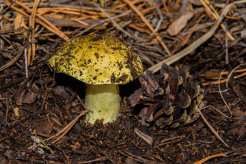 Young high mushroom Tricholoma equestre and knobble in pine forest closeup. Selective focus, shallow depth of field.