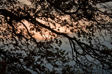 silhouette of tree at sunset 