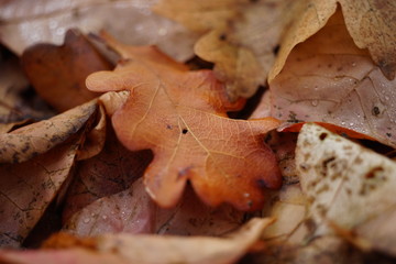 Autumnal oak leaves in autumn forest. Natural background.