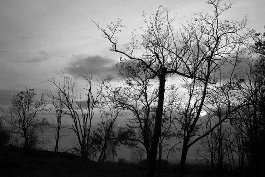 silhouette of tree at sunset in black and white