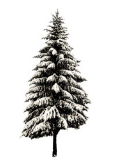 Tannenbaum isoliert auf weißen Hintergrund