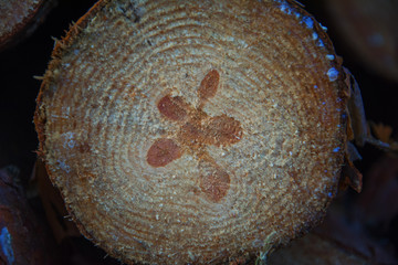 Old wooden oak tree cut surface. Detailed warm dark brown and orange tones of a felled tree trunk or stump. Cross section of tree trunk showing growth rings on white background.