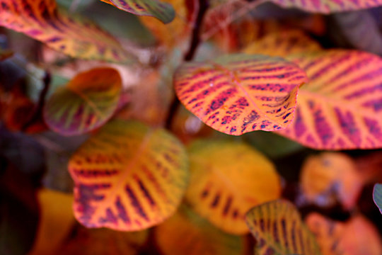 dreifarbig bunte Bl&auml;tter im Herbst