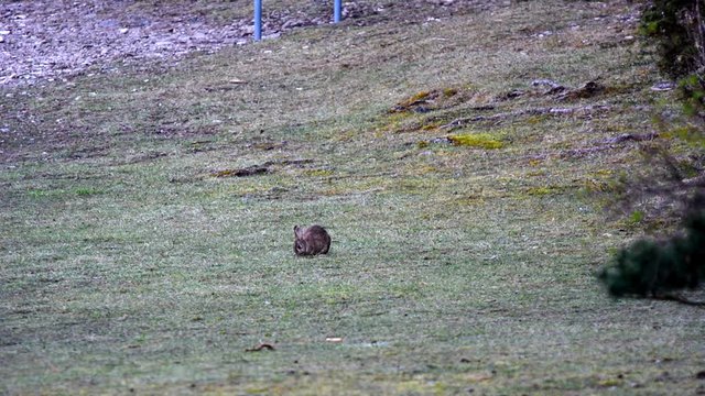 European rabbit Oryctolagus cuniculus eating grass on a field