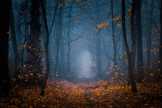 Beautiful, foggy, autumn, mysterious forest with pathway forward. Footpath among high trees with yellow leaves.