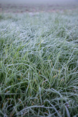 Hoarfrost on green grass in the morning in autumn time, Nature background