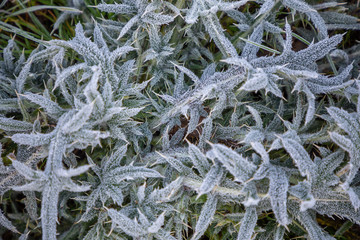 Hoarfrost on green grass in the morning in autumn time, Nature background