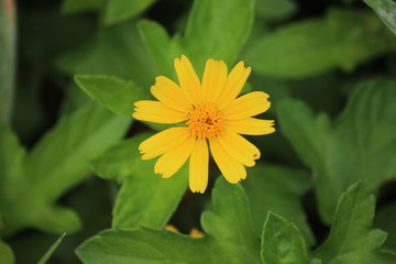 arnica yellow flower