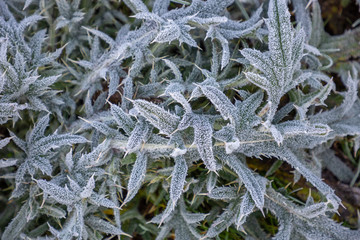 Hoarfrost on green grass in the morning in autumn time, Nature background