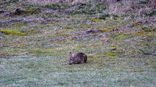 European rabbit Oryctolagus cuniculus eating grass on a field