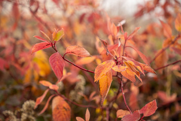 Autumn leaves on the tree in autumn time, Nature background