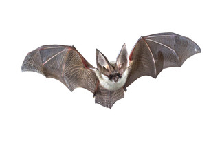 Flying Grey long eared bat isolated on white background
