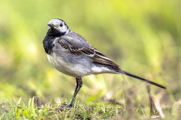 Obraz premium White wagtail in grass field