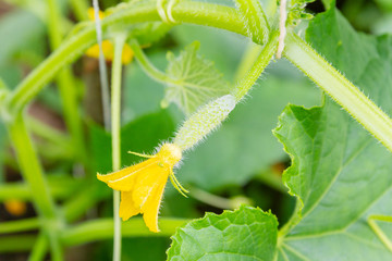 Cucumbers hang on a branch in the greenhouse and ripen