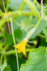 Cucumbers hang on a branch in the greenhouse and ripen