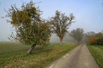 Morning fog. Autumn landscape with roads and trees