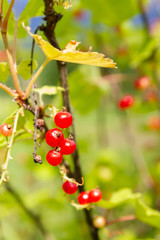 Red currant berries hang on a Bush in summer