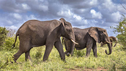 Fototapeta premium Three African Elephants walking