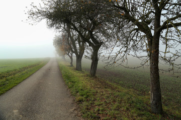 Morning fog. Autumn landscape with roads and trees
