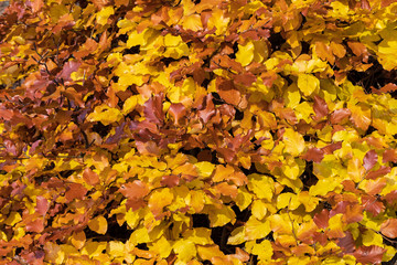 Goldene Laubkomposition