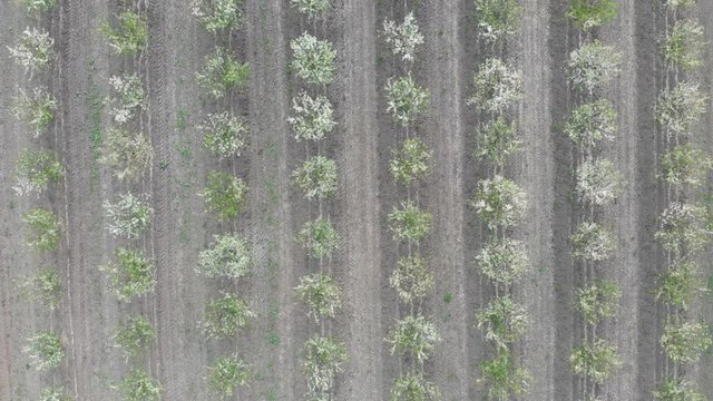Blooming tree orchard with trees in a straight parallel rows. Footage is recorded with camera attached to flying drone outdoors at sunset.