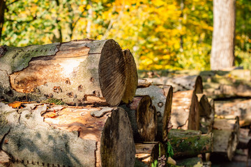 Mehrere Baumstämme, die über einander im Wald liegen