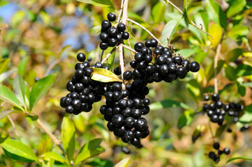 black elderberry on a bush of ripe elderberry in the forest against a background of green leaves...