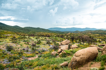 Obraz premium Arizona desert landscape with hills and flowers and cloudy sky